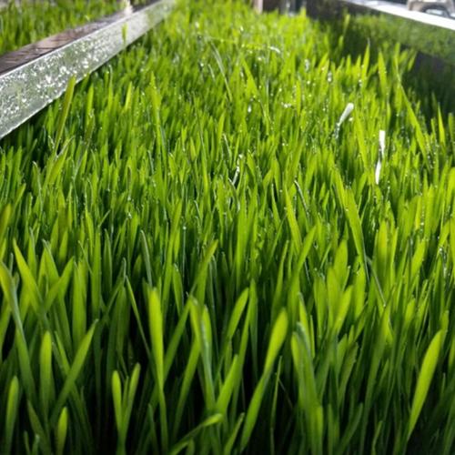 青泓農(nóng)業(yè) 自動化水培青綠牧草設備服務商_濰坊青泓農(nóng)業(yè)科技有限公司