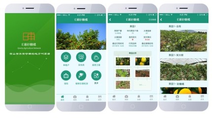 E浦砂糖橘-打造砂糖橘大數(shù)據(jù)品牌平臺