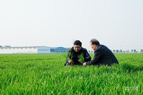 萬象 耕 新丨科技書寫春耕時(shí)間 河南孟州探索農(nóng)業(yè)新篇