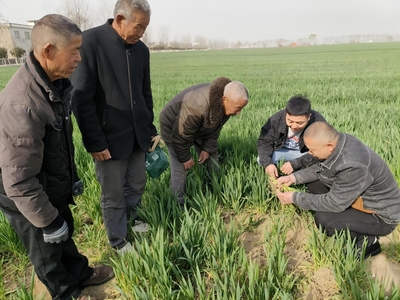 蒙城縣許疃鎮(zhèn):科技特派員&ldquo;送技&rdquo;到田