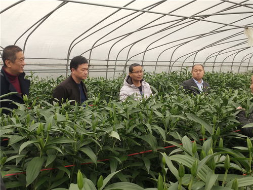 福建實現(xiàn)百合花種球國產(chǎn)化繁育