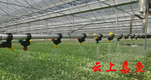 學習強國 嘉魚科技賦能蔬菜大縣 加速跑