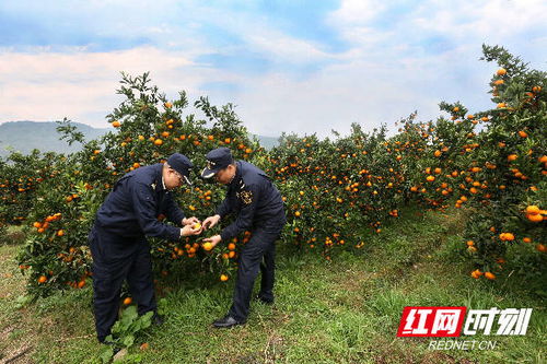 組圖丨長沙海關優服務助力特色農產品柑橘出口