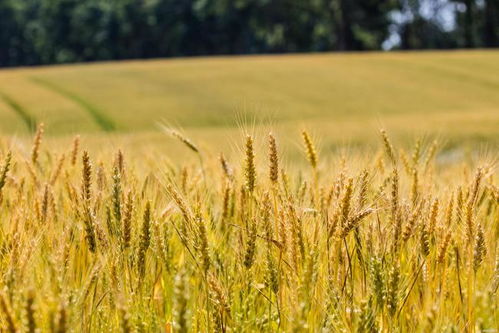 農(nóng)業(yè)農(nóng)村部冬小麥 科技壯苗 專家技術(shù)服務(wù)活動(dòng)全面啟動(dòng)