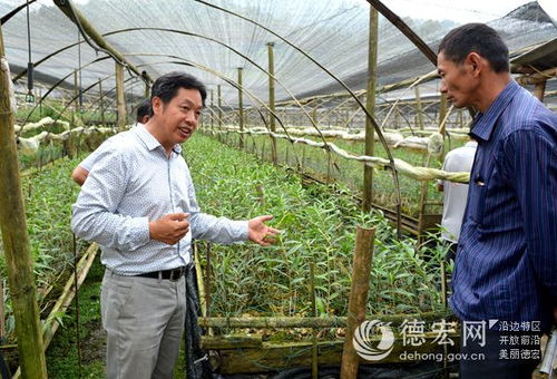 瑞豐農(nóng)業(yè)科技組織石斛管育現(xiàn)場(chǎng)觀摩會(huì) 以科技賦能農(nóng)業(yè)服務(wù)新篇章