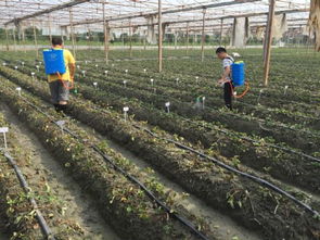 科技助力綠色農(nóng)業(yè) 四川農(nóng)科院植保所深入雙流開(kāi)展草莓病害防控服務(wù)