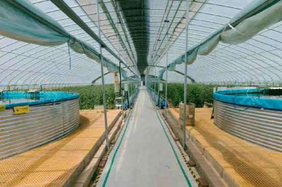 農政齊民 以魚菜共生智慧工廠，書寫城市菜籃子保供新篇章